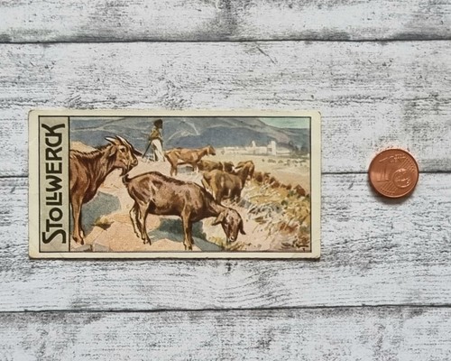 Zwergziegen mombuttulande 465 - zwergziegen,