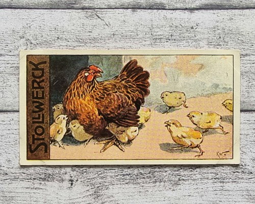 Glucke kücken huhn 469 - kücken,
