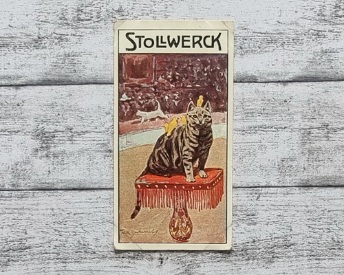 Katze zirkus 454 kuhnert - zirkus,