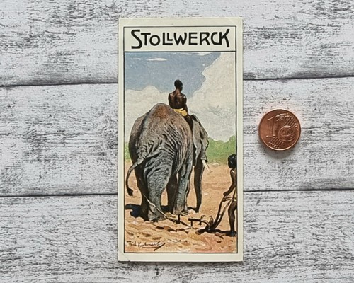Afrikanische elefant pflug - afrikanische,