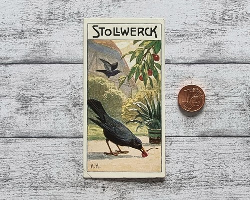 Amsel garten vogel - amsel,