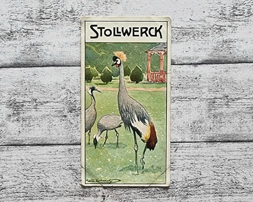 Kraniche ziervögel 466 - ziervögel,