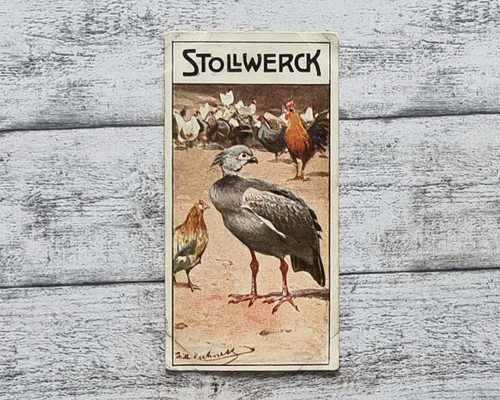Wehrvogel hühnerhirt 466 - wehrvogel,
