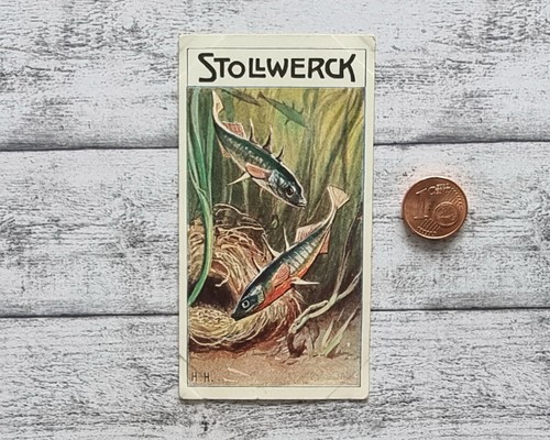 Stichling nest fisch harder - stichling,
