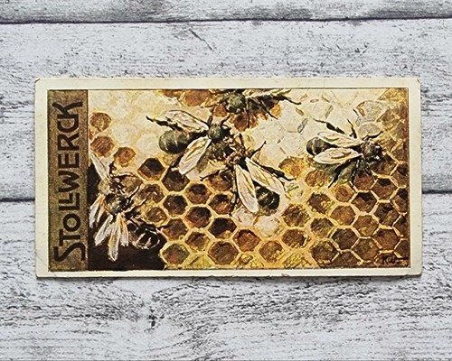 Bienen wabe insekten - wabe, 475