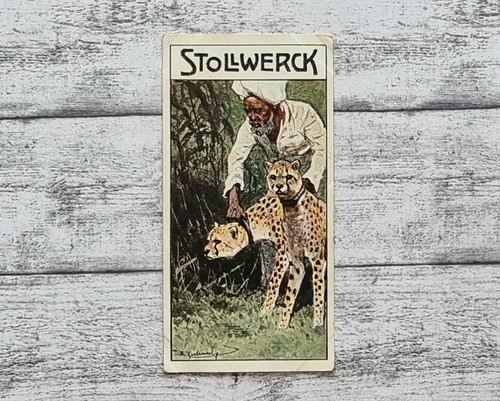 Geparden gazellenjagd 454 - gazellenjagd,