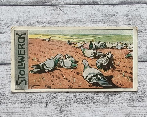 Feldflüchter acker tauben - acker, 470