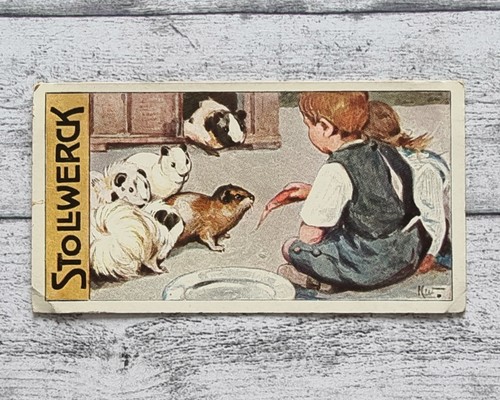 Meerschweinchen nagetiere 456 - nagetiere,