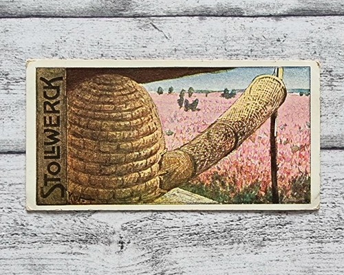 Bienenschwarm insekten 475 - bienenschwarm,