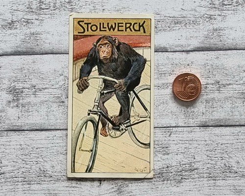 Schimpanse radfahrer 455 - schimpanse,
