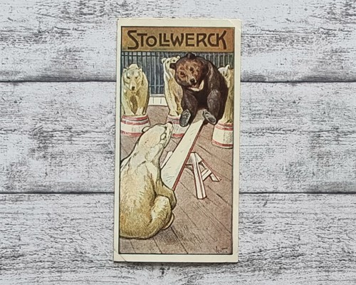 Eisbär kragenbär zirkus 455 - eisbär,