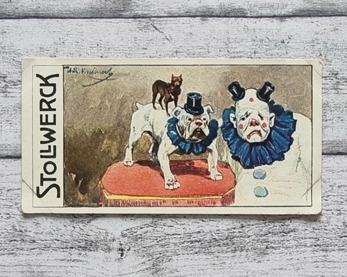 Hunde zikus kostüm - hunde, 453