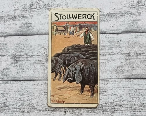 Chinesisches maskenschwein 460 - chinesisches,